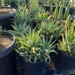 🌱A&A SUCCULENTS AND CACTUS 🌵