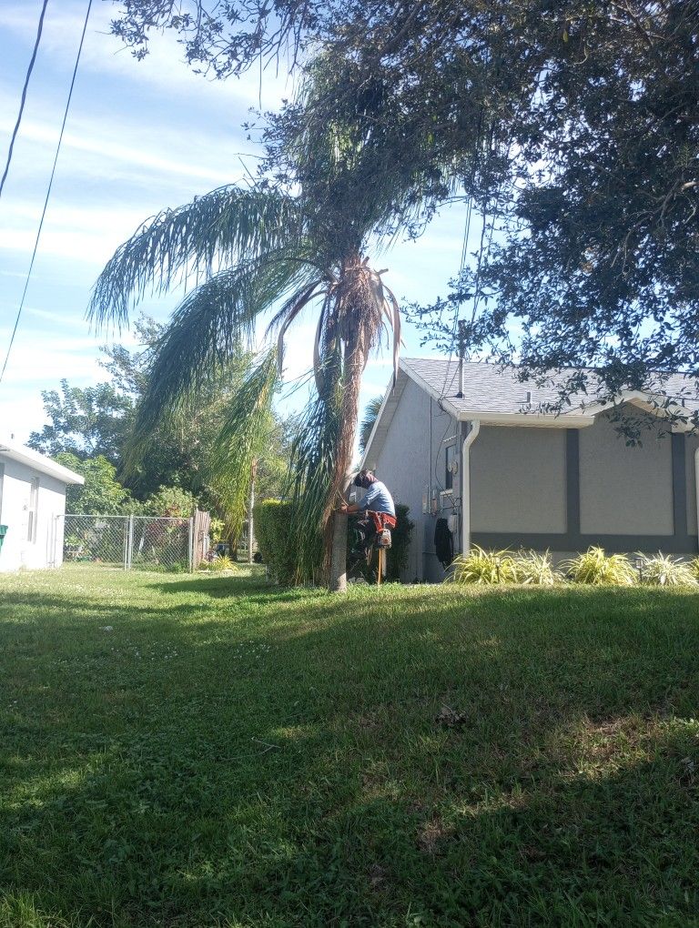 Cut Tree Trimming 