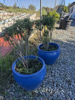 Matching Mini Pine Tree Succulents Crassulla Techragonna 