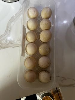 Duck eggs
