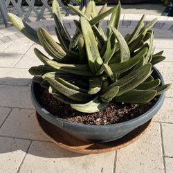 Succulent Plant In Perris $25.00