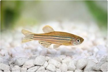 Zebra fish and water conditioner and fish produce