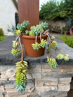 Donkey Tail Succulent