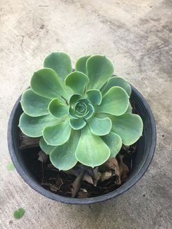 Planta
