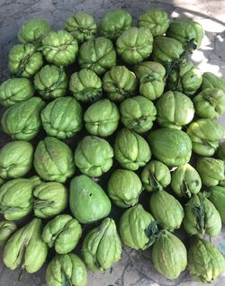 Guisquil /chayote Organico Plantas 🪴 $5  Saludable Listo Para Recoger 