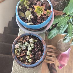 Succulent Assortment $5