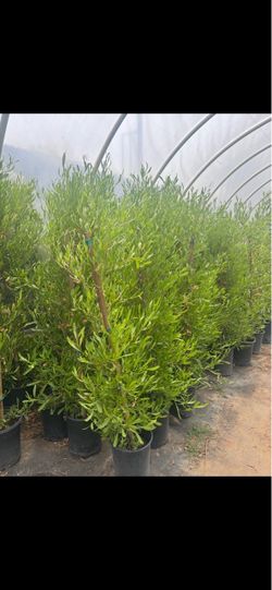 Green hopseed