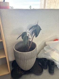 Large Ribbed Ceramic Planter with Plant
