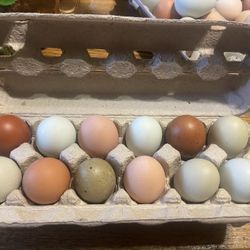 Fertile Eggs 🐣 