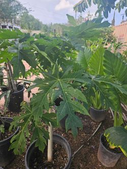 Papaya Trees