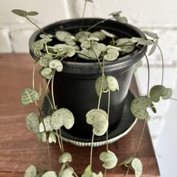 String of Hearts Succulent Plant