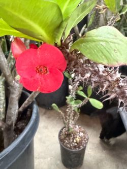 Crown of thorn