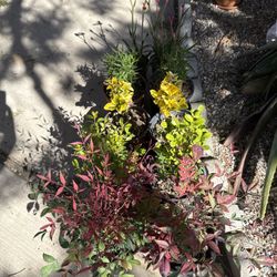 Plants For sale/veggies