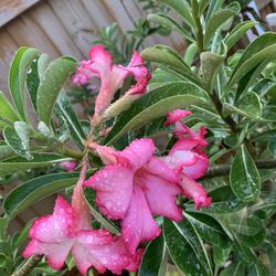 Huge Desert Rose/ Evergreen Ornament/live Plant/ Succulent/ Perennial/ Rare Plant/ Exotic Plant