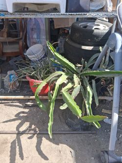 Dragon fruit.