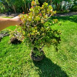 Jade Plants