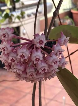 Hoya Rigida