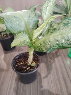 Dieffenbachia