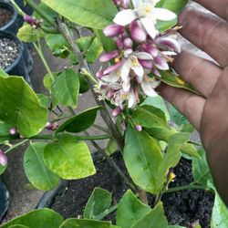 Grafted Meyer Lemon Tree On 15 Gallons 😃😃😃😃🌿🌿🍋🍋🍋