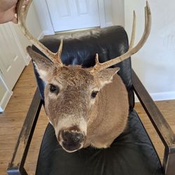 Whitetail Deer Head