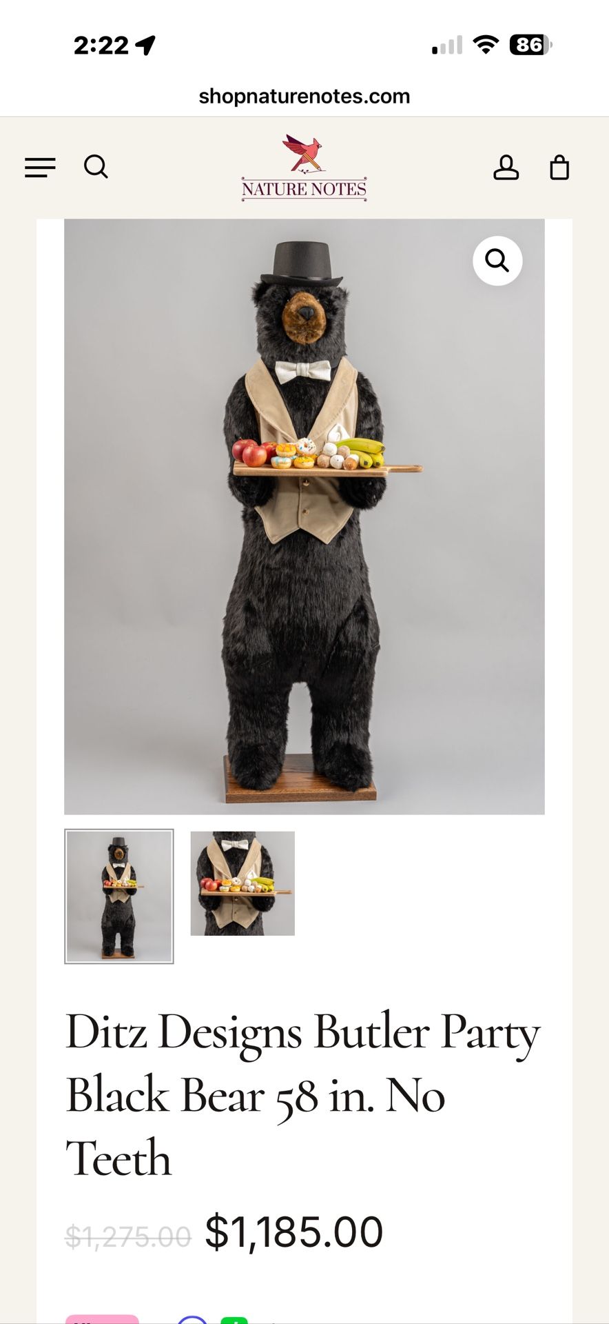 Black Butler Bear 58” Teddy Taxidermy