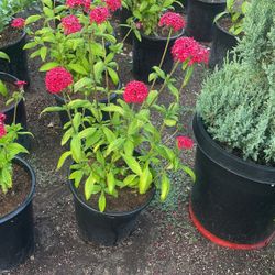 Pentas