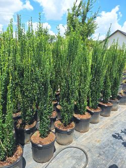 Sky pencil holly 7 gal