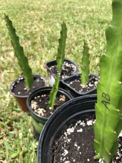 American Beauty Dragon Fruit Cactus (Rooted)