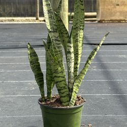 Sansevieria Zeylanica 12”-15” Tall. 6” Pot. Snake plant/ Lengua De Suegra
