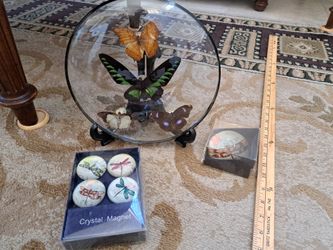 Butterfly Decorations and Magnet, Taxidermy