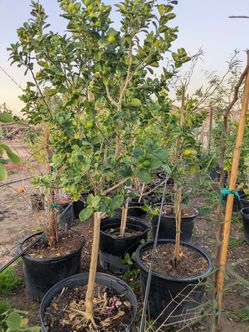 $300 Delivered Kumquat 