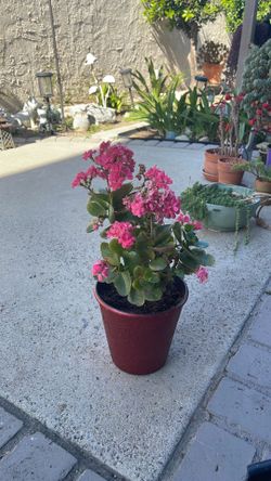 Beautiful plant