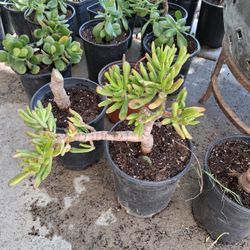 Succulents  For Sale