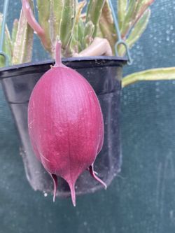 Blooming Black Bell Stapelia Starfish deendrtziae Plant, In 6 Inch Pot Pick Up Only