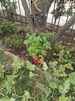 Plantas De Tomate Chiquito Y De Chile Bolita