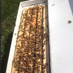 Bees