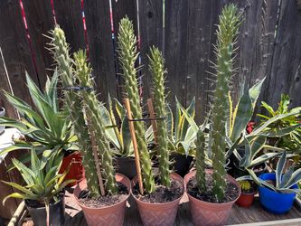 Cactus plants