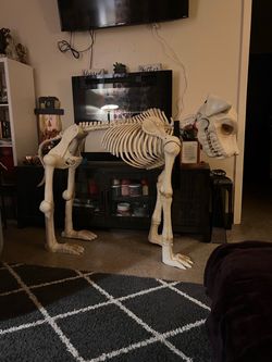 Skeleton Bones