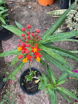 Milkweed