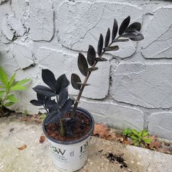 Black ZZZ Plant 