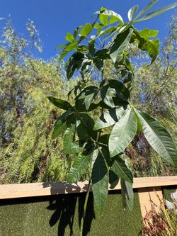 8 feet tall money tree 🌳 for only 50 dollars
