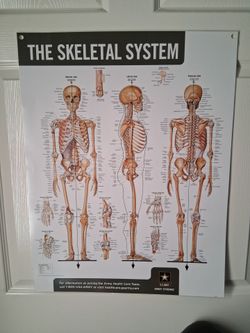 Skeletal system