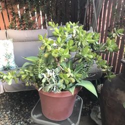 2large Beautiful Succulent Pots