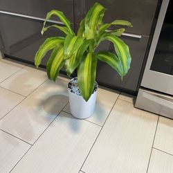 Houseplant 
