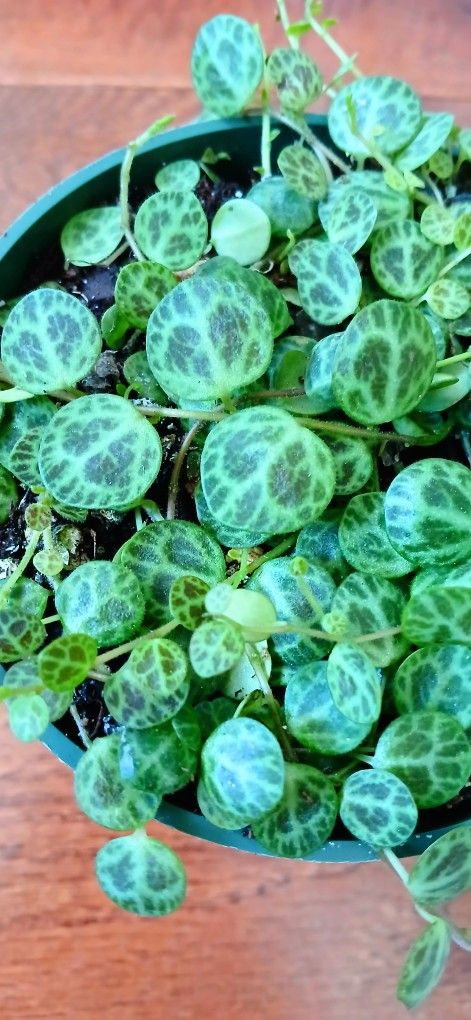 Live Beautiful Peperomia String Of Turtles 🐢. Indoor HousePlants / Vines With 4 Inch Nursery Pots