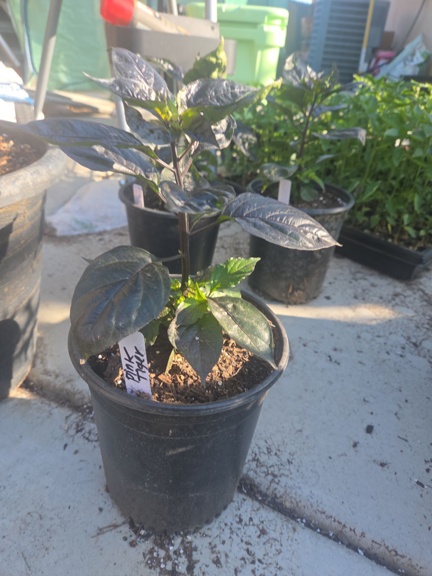 Pink tiger pepepr plant
