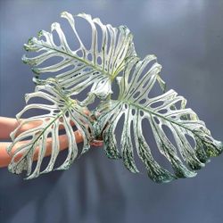 Monstera Devil Monster Rare Live House Plant 3inch Pot