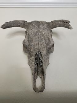 Real Authentic Cow Skull