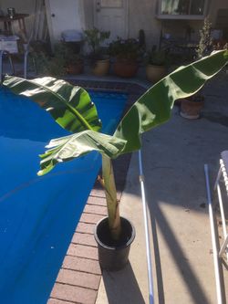 $25 banana blue java variety fruit tree