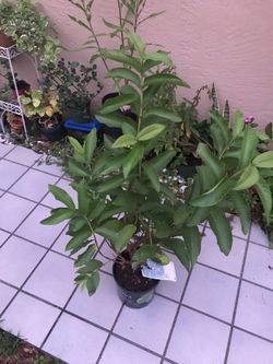 Red guava tree.